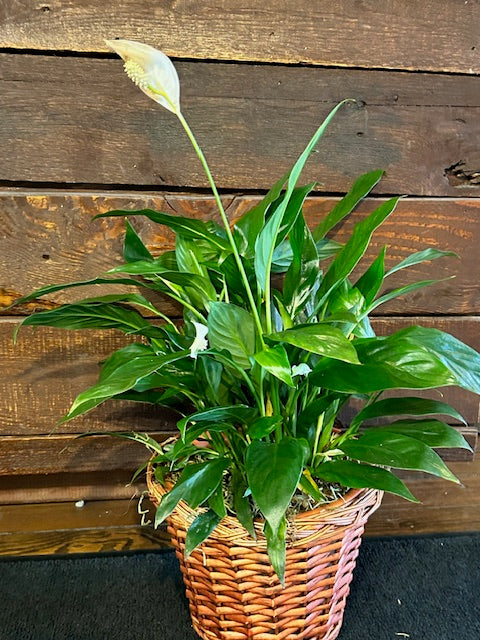 PEACE PLANT IN BROWN BASKET